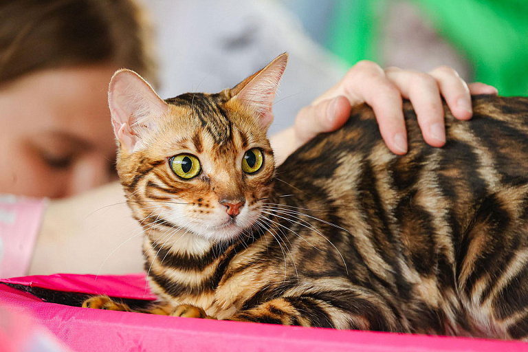 За что хозяину питомца могут дать штраф в 30 базовых, рассказали юристы