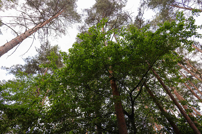 В Беларуси закрепили новые места обитания краснокнижных животных