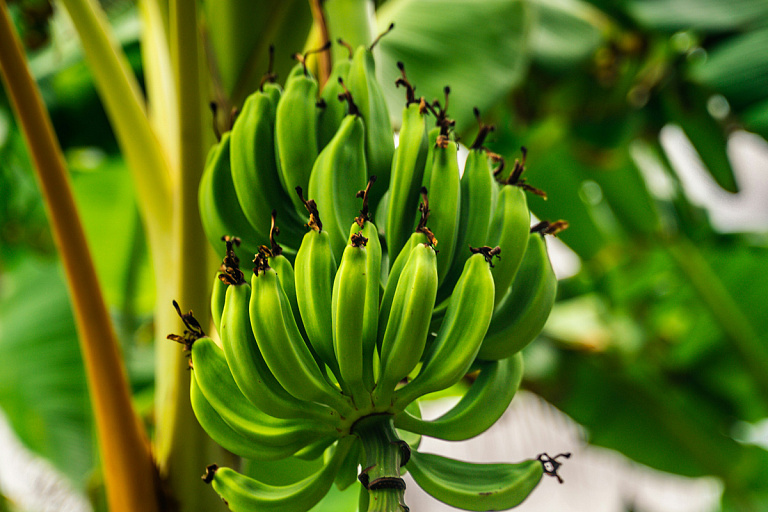 В России начнут выращивать бананы – как такое возможно