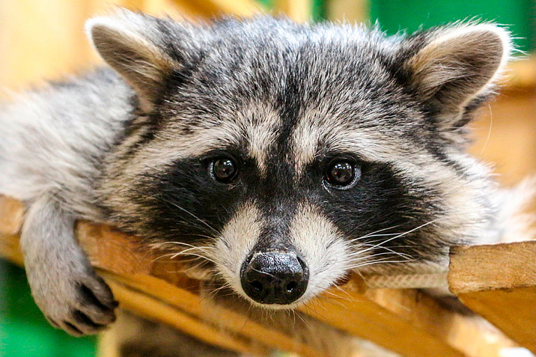Еноты-полоскуны вернулись в Беларусь спустя 35 лет: где заметили зверьков