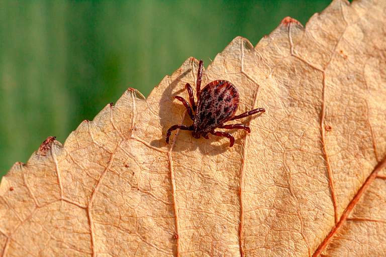 Осень наступила, но клещи не сдаются: санслужба напомнила правила безопасности