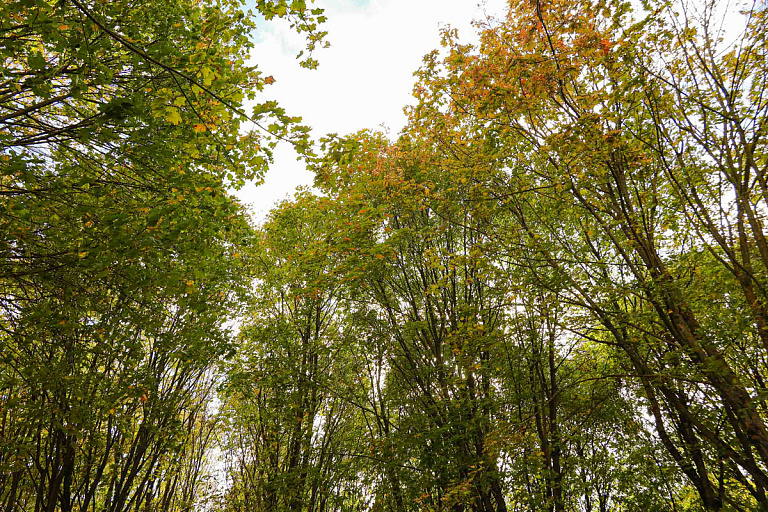 Почти по всей стране действуют ограничения на посещение леса, есть и запрет
