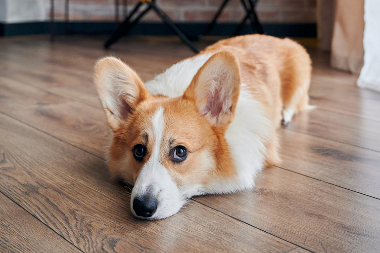 В Минске организуют государственный крематорий для животных – горисполком