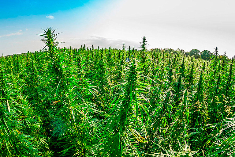 Гомельчанин выращивал экзотические растения и делал настойки – будет наказан