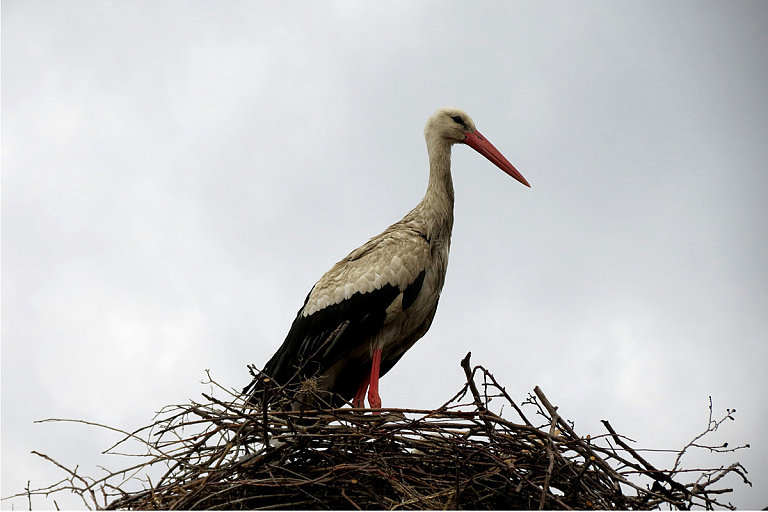 В Гродно аист не выпускал людей из поликлиники – видео