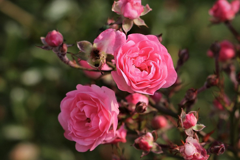 Не губите розы осенью: главная ошибка, из-за которой они не цветут