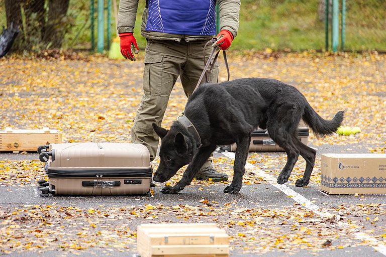 Под Минском искали взрывчатку: посмотрели, как работают крутые кинологи