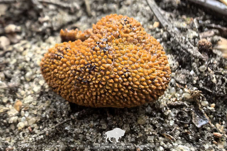 Как трюфель, но не он: новый гриб заметили в Беловежской пуще