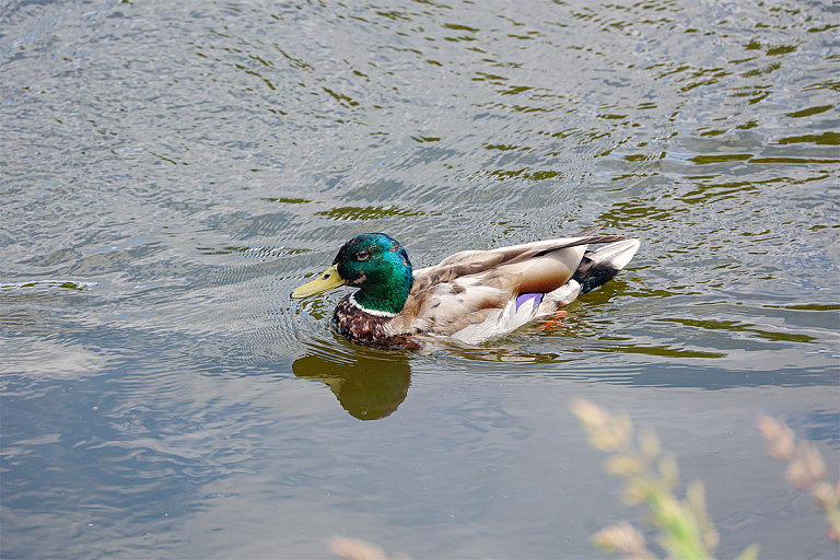 В Беларуси ввели новшество по благоустройству участков – дачники в шоке