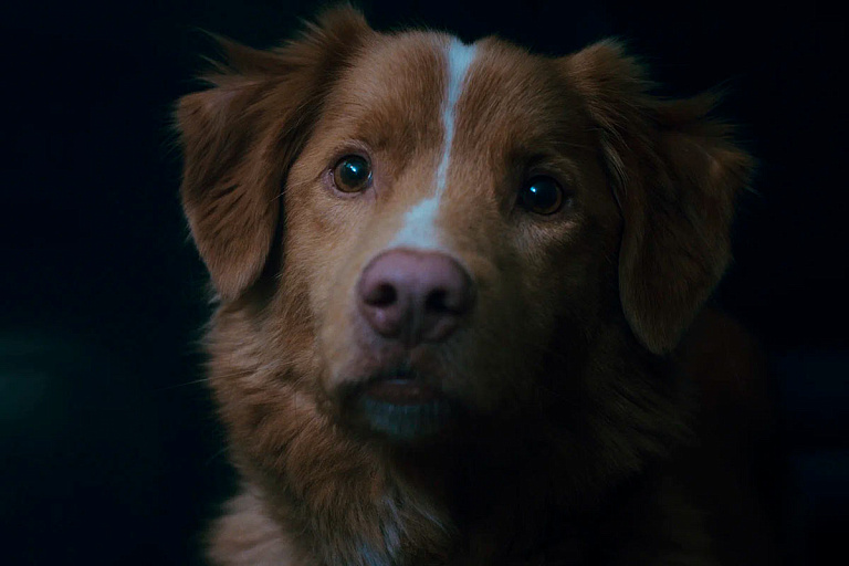 "Глазами пса" и "Лермонтов": что посмотреть в кино Минска с 16 октября