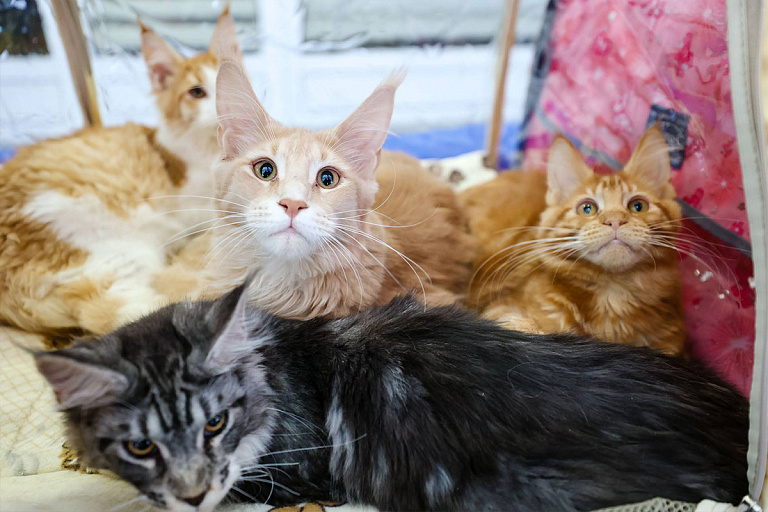 На Кипре серьезная проблема – там наблюдается переизбыток котиков