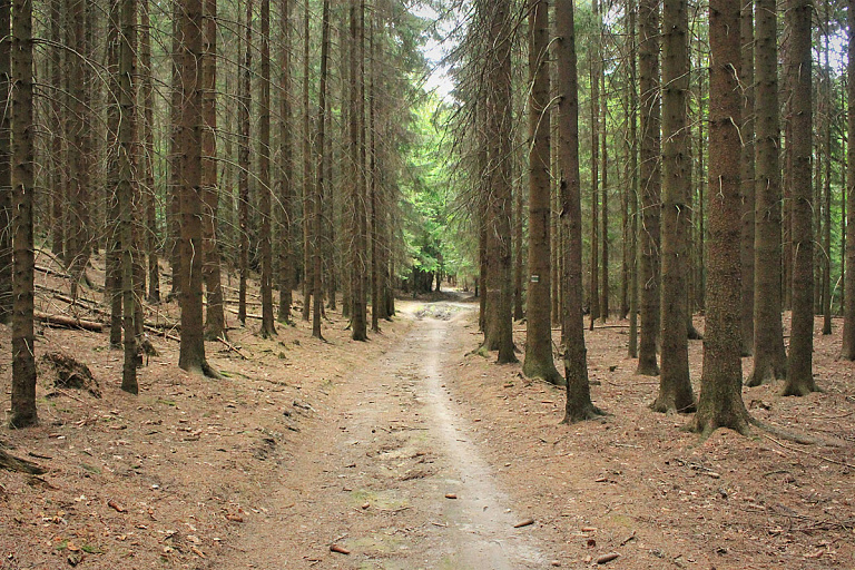 Пенсионерку искали в лесу четверо суток: пришлось подключить беспилотник
