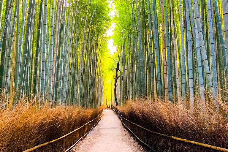 Запчасти для Toyota и Honda начнут делать из бамбука