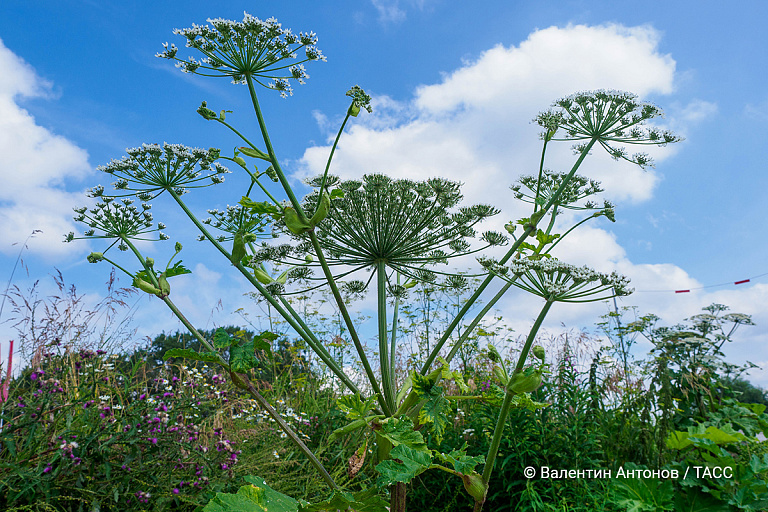 Не один борщевик: в Беларуси более 50 видов опасных растений – как борются