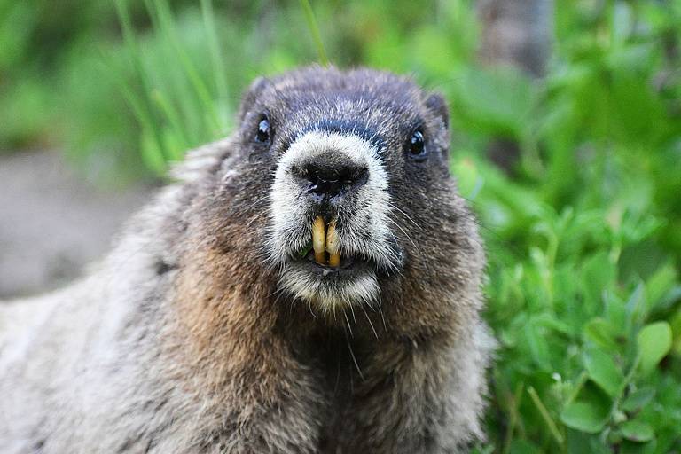 Минск и пригород атаковали бобры: как спасают деревья и что делают с грызунами