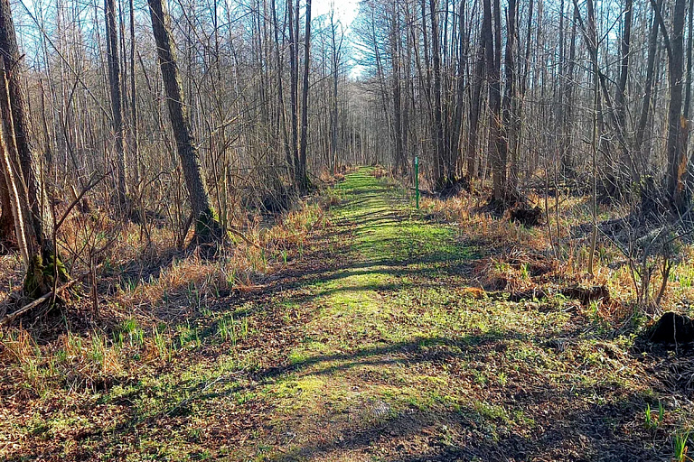 Минлесхоз снял запрет на посещение лесов по всей стране