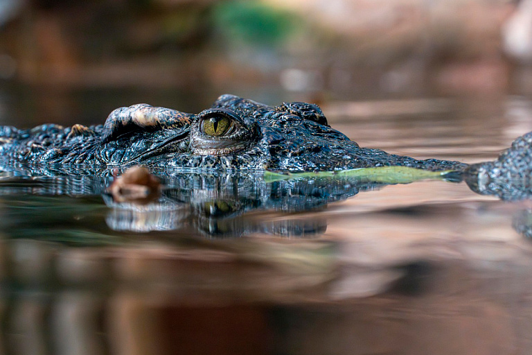 Главное, чтобы никого не съели: опасная река станет местом проведения ОИ