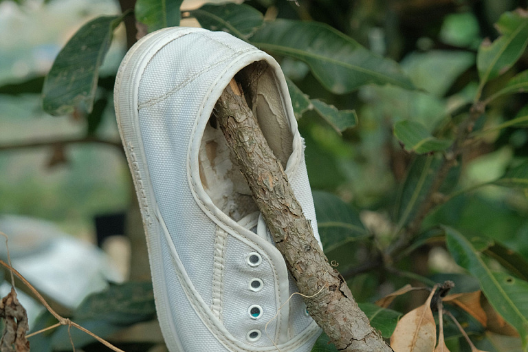 Грибники под Кличевом сфотографировали "обутое" дерево – в чем прикол