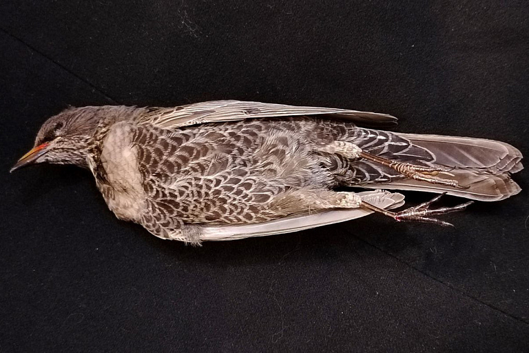 В Беларуси появился новый вид птиц – они прилетели из Скандинавии