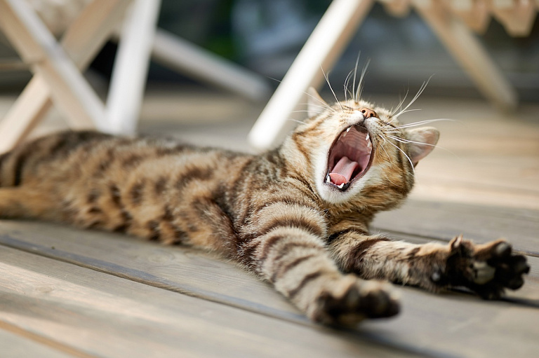 В стране меняют правила содержания животных – кошек пересчитают по головам