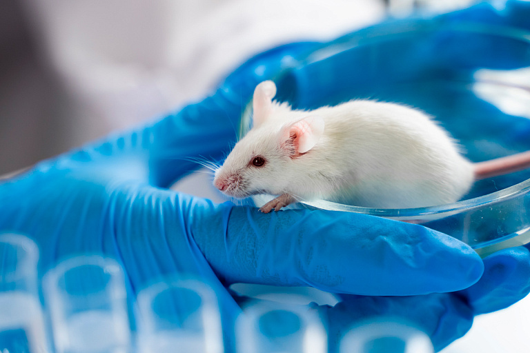 Узнали, когда в Беларуси начнут выпускать вакцины для животных