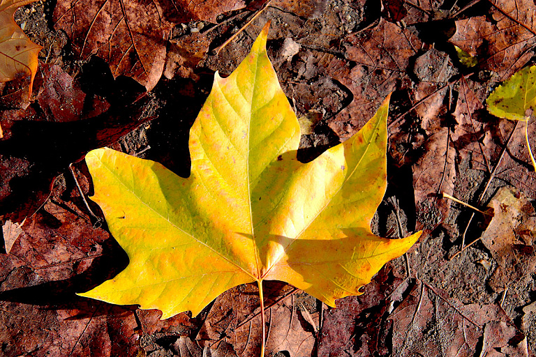 Разбежка в 16 градусов: как начнется ноябрь в Беларуси