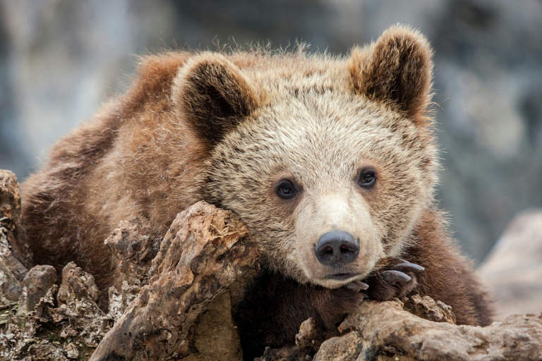 Что грозит за убийство медведя в Беларуси, рассказали в СК