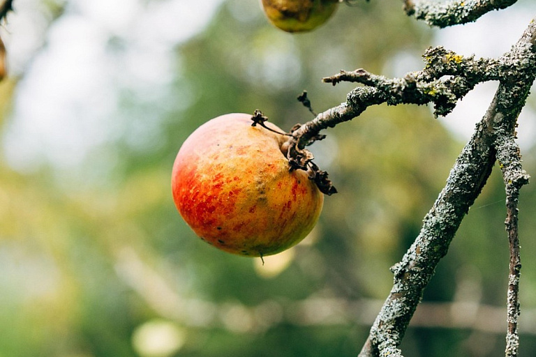Садоводы, не пропустите: один шаг – и деревья переживут любую зиму