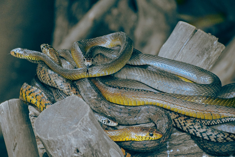 Отели Шри-Ланки атакуют змеи – туристы говорят о двухметровых рептилиях