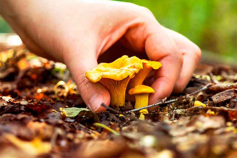 В Беловежской пуще нашли редкий гриб – его цвет вам понравится