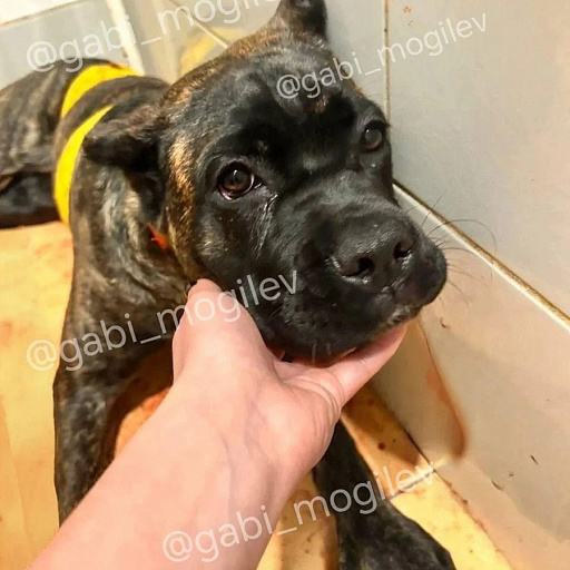 Фото: dobroe_serdce_mogilev / Instagram