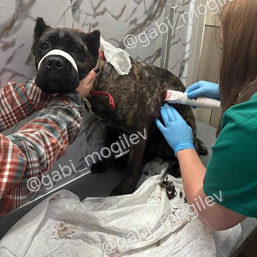 Фото: dobroe_serdce_mogilev / Instagram