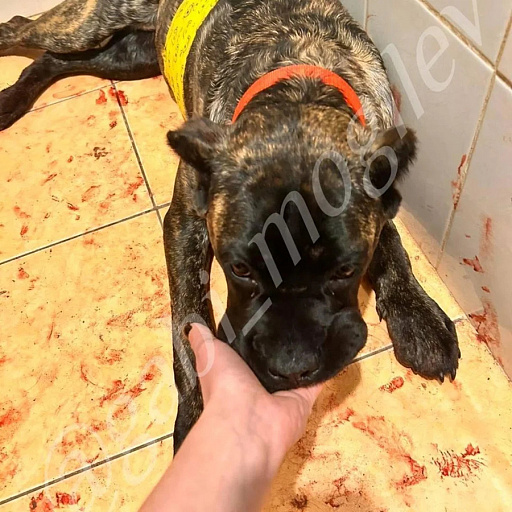 Фото: dobroe_serdce_mogilev / Instagram