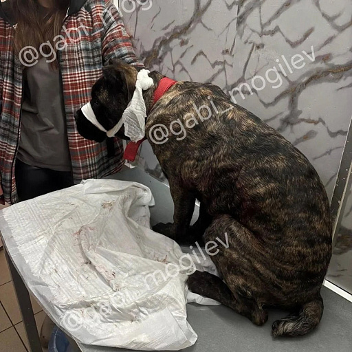 Фото: dobroe_serdce_mogilev / Instagram