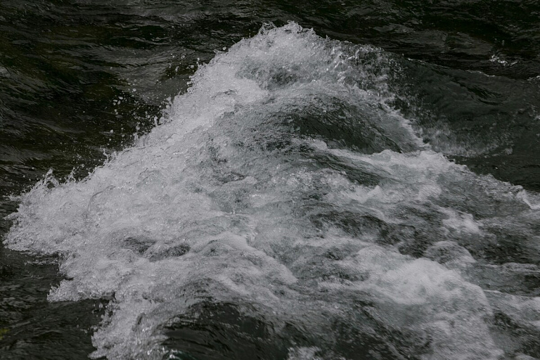 Возле крупной электростанции на юге Беларуси фиксируется массовый мор рыбы