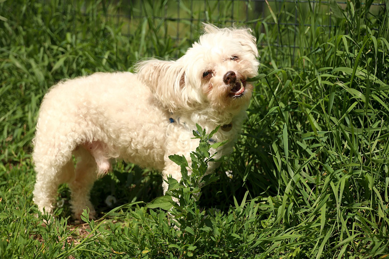 В Беларуси изменят правила выгула собак – сопровождать их сможет не каждый