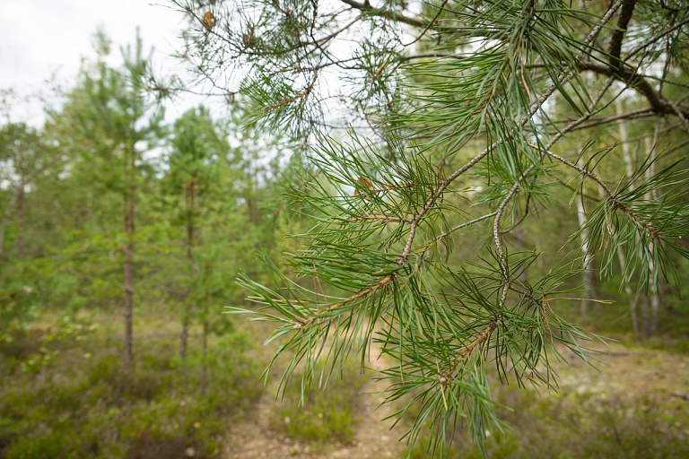 Европа будет платить Беларуси за воздух, считает Лукашенко