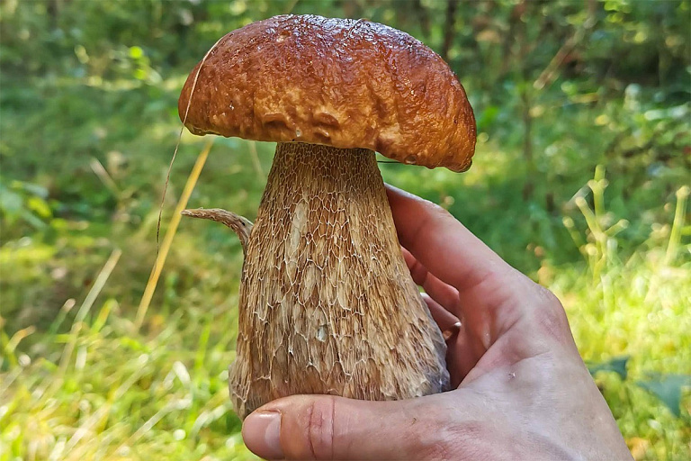 Грибники пристоличья не сдаются – улов еще есть: рассказываем где