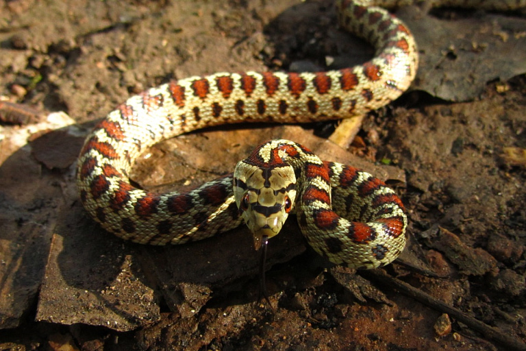 Ученые разработали универсальное противоядие от укусов змей