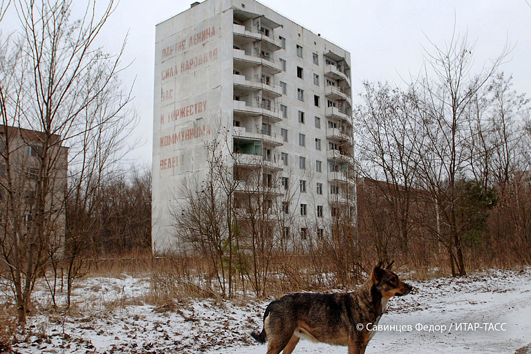 Эксперты объяснили появление синих собак в Чернобыле – вы удивитесь