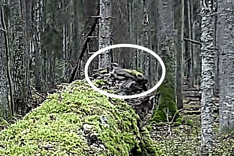 В Беларуси заметили новый вид птиц – кто залетел на этот раз