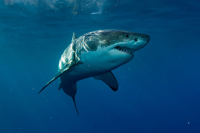 Косатки атакуют больших белых акул – исследователи объяснили, что это значит