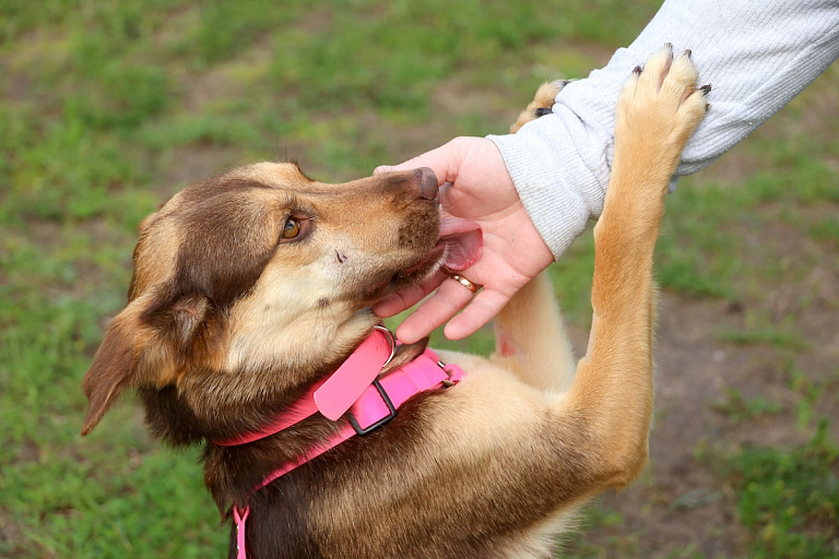 Эти белорусы смогут не платить налог на собак – льготы доступны каждому