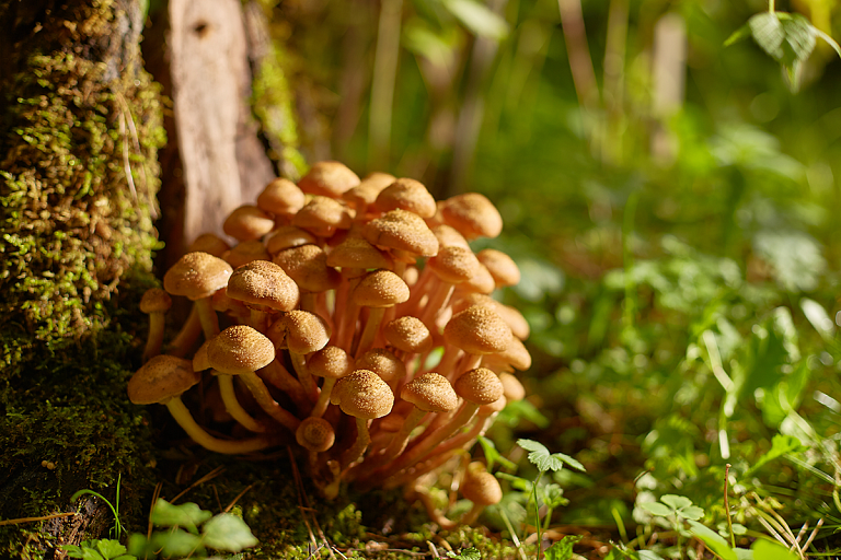 "Налоговая заинтересуется": белорус похвастался гигантским количеством опят