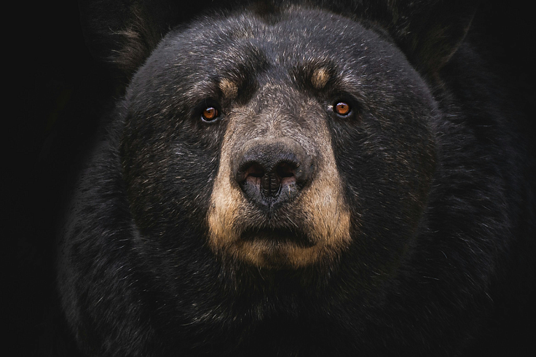 Военные в Японии отправились ловить медведей – зачем это нужно