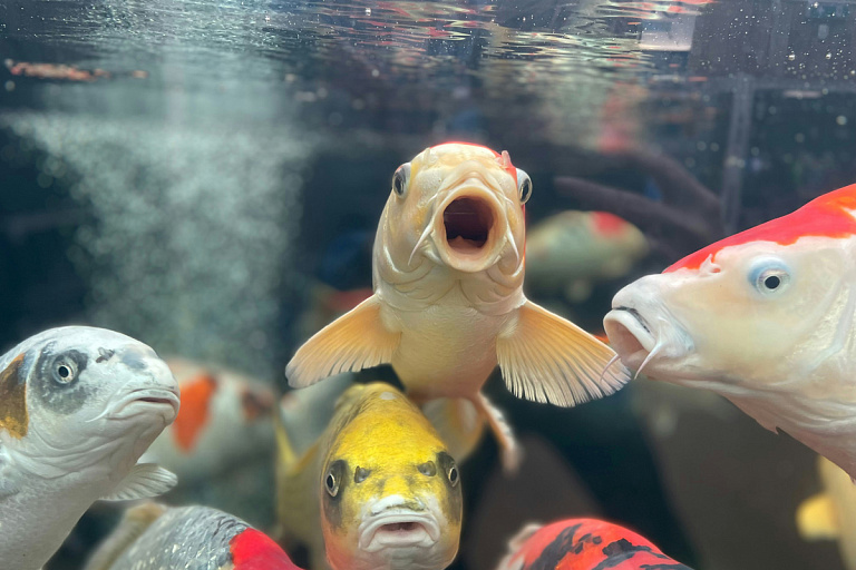 Школьников будут кормить нутриентным аналогом рыбы – что это такое