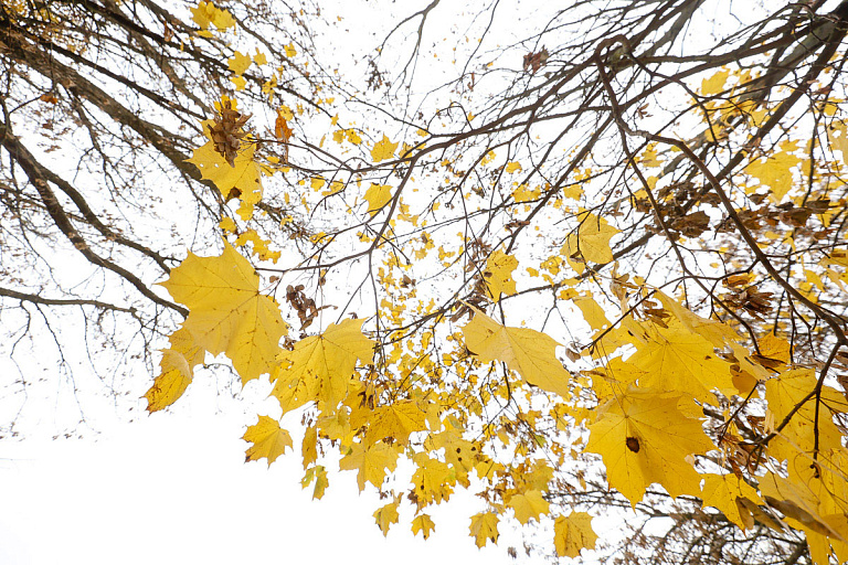 Какая погода ждет белорусов в большие выходные – есть повод поплакать
