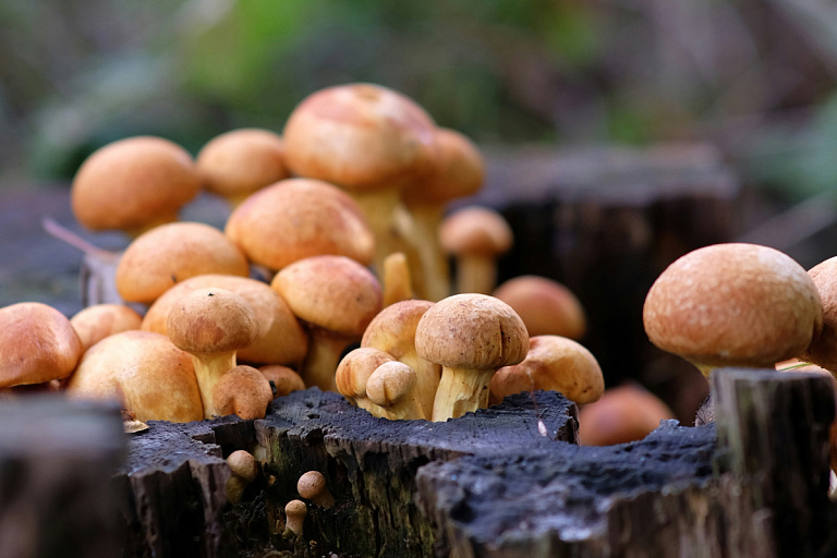 "Это жадность": белоруска жалуется, что не может унести свои грибы из леса