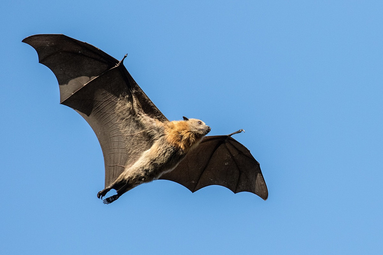 В одной из квартир в Солигорске заметили летучих мышей – видео