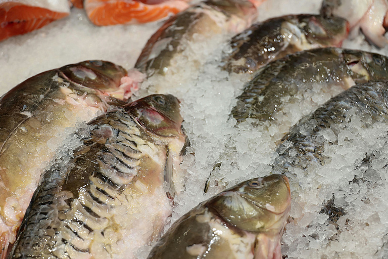 Останемся без тунца: добыча полезных ископаемых может лишить рыбу пищи